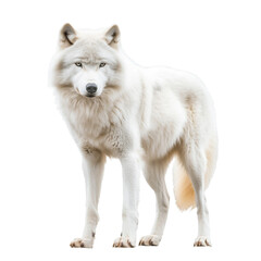 Obraz premium wolf looking isolated on white.