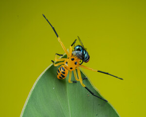 bug on a leaf