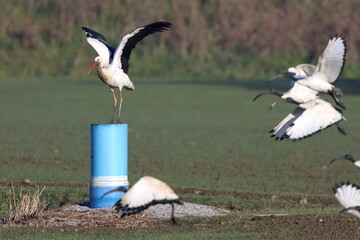volo