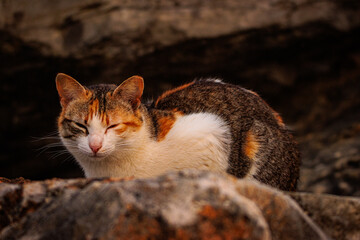 peque&ntilde;a siesta