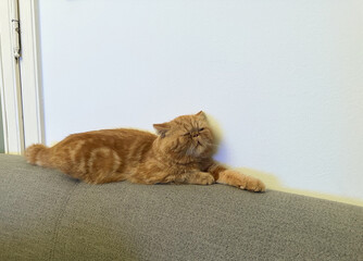 Ginger exotic shorthair cat lounging on a sofa against a white wall, relaxed posture with...