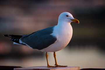 retrato del ave