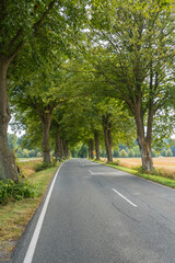 Eine Allee mit üppigen Laubbäumen