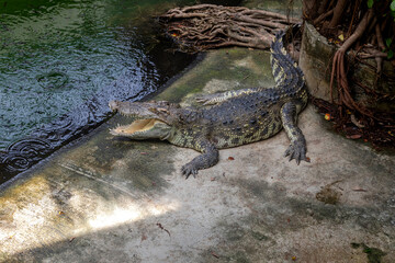 Beautiful big crocodile on the farm. Huge reptile.