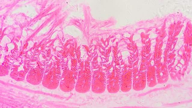 Earthworm longitudinal muscle tissues under microscope