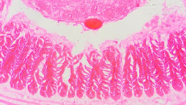 Earthworm longitudinal muscle tissues under microscope