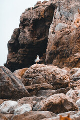 Gaviota sobre roca en el mar