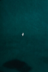 Gaviota volando por encima del mar desde plano cenital