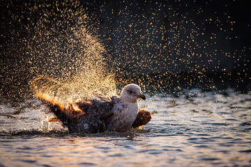 ba&ntilde;o en el lago