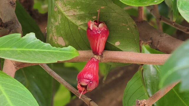 Mamiew Pomerac rose apple fruit on tree