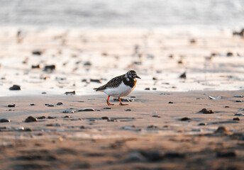 pájaro en la orilla del mar en la playa