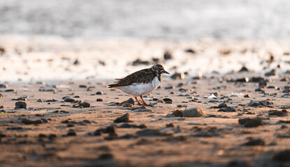 pájaro en la orilla del mar en la playa