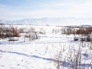 winter landscape with snow