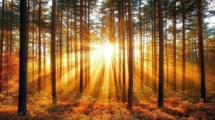 Obraz premium Serene Forest Light Through Trees at Golden Hour