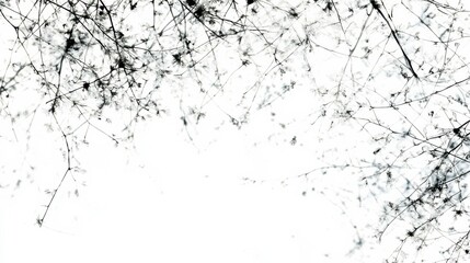 Fototapeta premium Snowy Branches in Soft Daylight and Shadows