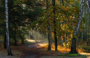 The forest is permeated with sunbeams. Nice sunny weather for walks in nature.