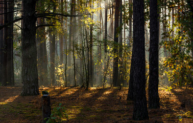 Obraz premium The forest is permeated with sunbeams. Nice sunny weather for walks in nature.
