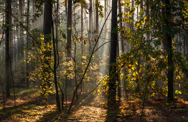 Fototapeta premium The forest is permeated with sunbeams. Nice sunny weather for walks in nature.