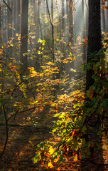 The forest is permeated with sunbeams. Nice sunny weather for walks in nature.