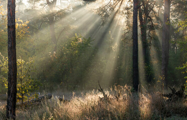 Obraz premium The forest is permeated with sunbeams. Nice sunny weather for walks in nature.