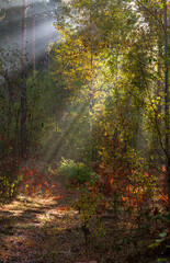 Obraz premium The forest is permeated with sunbeams. Nice sunny weather for walks in nature.