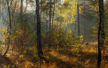 Fototapeta premium The forest is permeated with sunbeams. Nice sunny weather for walks in nature.