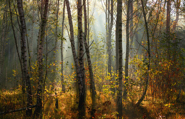 The forest is permeated with sunbeams. Nice sunny weather for walks in nature.