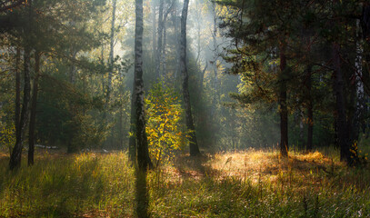 Obraz premium The forest is permeated with sunbeams. Nice sunny weather for walks in nature.