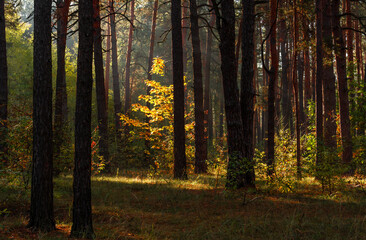 Fototapeta premium The forest is permeated with sunbeams. Nice sunny weather for walks in nature.