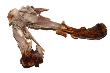 Closeup of an eaten chewed chicken duck leg bone with meat and tendon on a white background