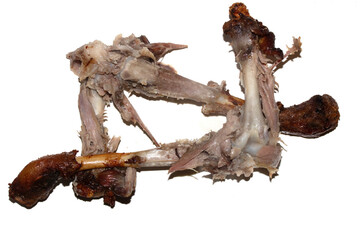 Closeup of an eaten chewed chicken duck leg bone with meat and tendon on a white background