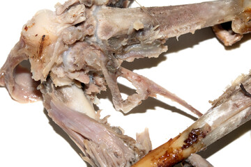 Closeup of an eaten chewed chicken duck leg bone with meat and tendon on a white background