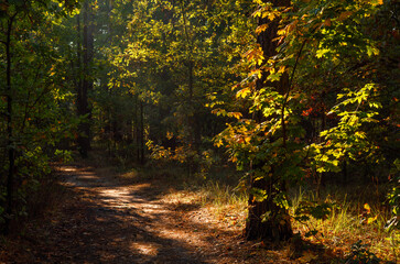 Naklejka premium The forest is permeated with sunbeams. Nice sunny weather for walks in nature.