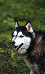 Perro husky siberiano  © Luis