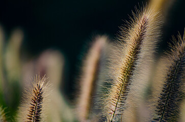 Poaceae grass flowers of winter meadow of Korea.