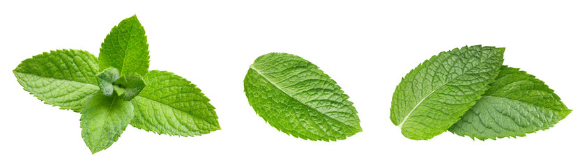 Mint leaf isolated on white background