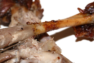 Closeup of an eaten chewed chicken duck leg bone with meat and tendon on a white background
