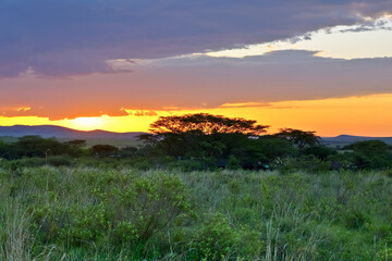 Kenya sunset illuminating the savannah with warm colors