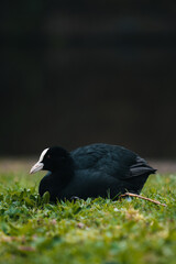 Ave negro en el césped