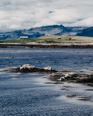 Obraz premium Harbor seals resting on seaweed-covered rocks at Ytri Tunga beach, West Iceland.