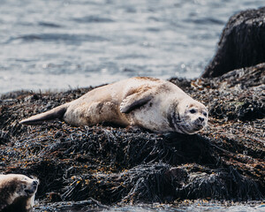 Fototapeta premium Harbor seal resting on seaweed-covered rocks at Ytri Tunga beach, West Iceland.