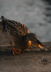 Pato en muelle al atardecer 