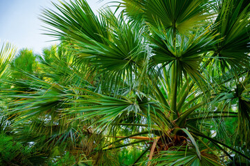 Fototapeta premium Trachycarpus fortunei, Chusan palm, Chinese windmill palm close up. Green natural background.