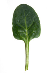 Close up of spinach leaf or leaves on white background