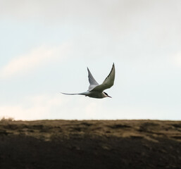 Arctic tern (kría) gracefully soaring above the landscape in South Iceland...