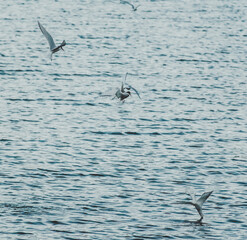 Arctic terns (kr&iacute;a) diving and flying over water in East Iceland at dusk.