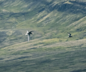 Arctic terns (kría) in flight over lush green landscapes of East Iceland.