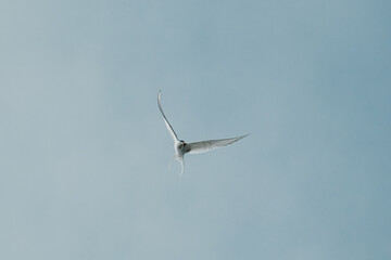 Arctic tern (kría) mid-flight with outstretched wings in East Iceland sky