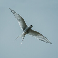 Arctic tern (kría) mid-flight with outstretched wings in East Iceland sky