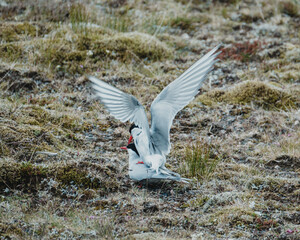 Arctic terns displaying courtship behavior on a mossy terrain in South Iceland.